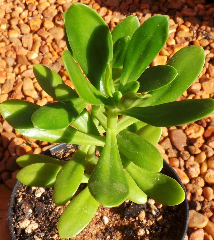 Suculenta Bálsamo - Sedum dendroideum - No Saquinho - Imagem 6