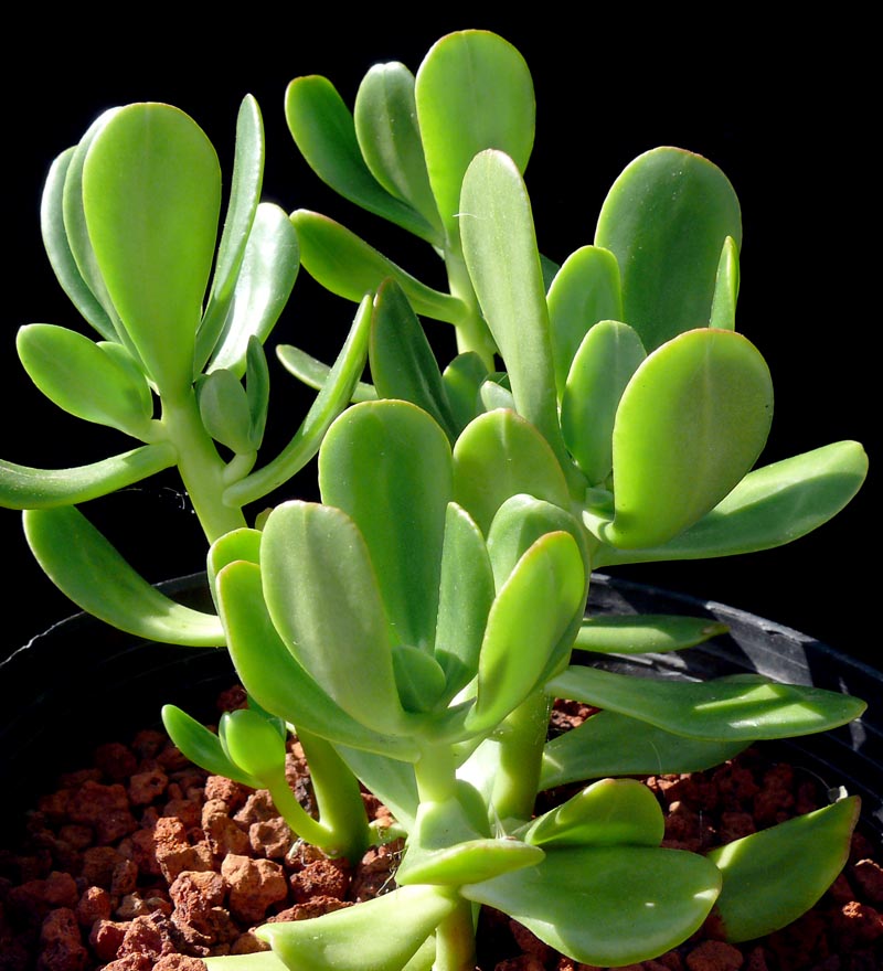 Suculenta Bálsamo - Sedum dendroideum - No Saquinho - Imagem 4