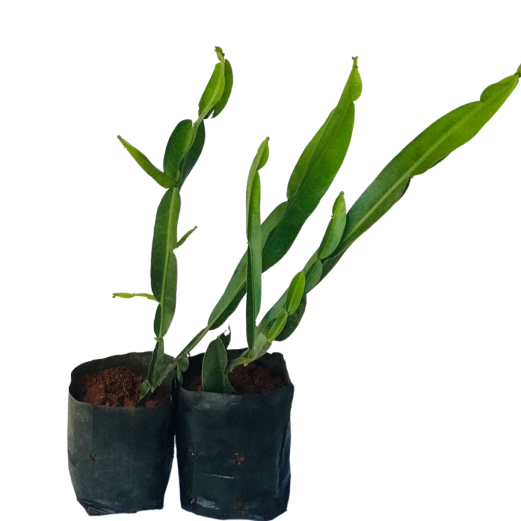 Carqueja - Baccharis trimera