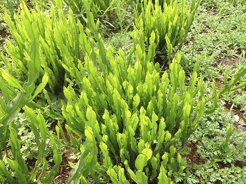 Carqueja - Baccharis trimera — foto 6