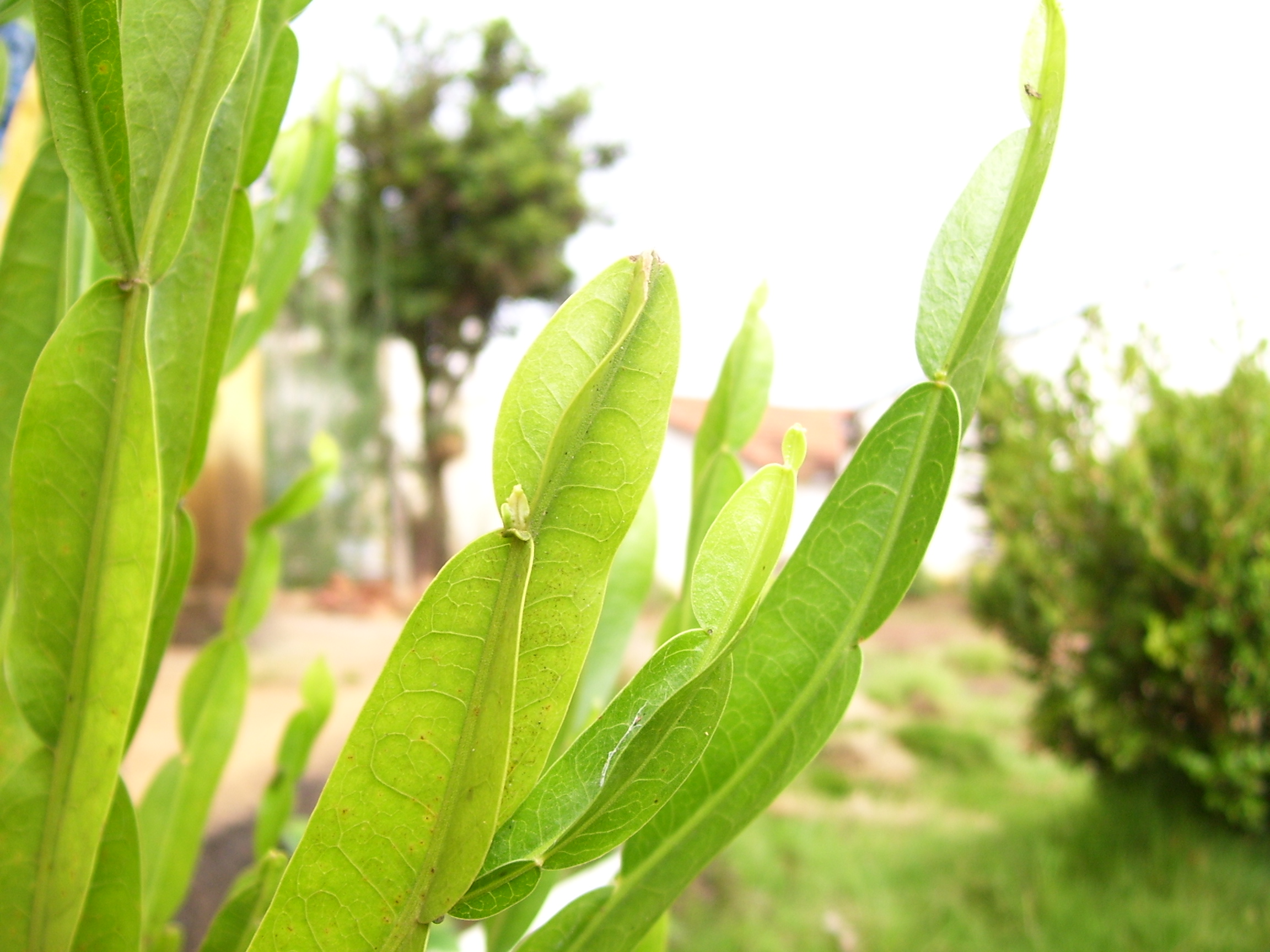 Carqueja - Baccharis trimera — foto 4