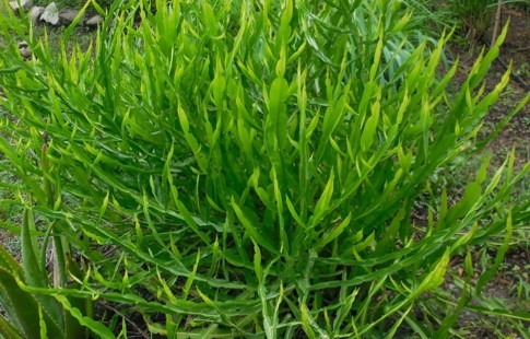 Carqueja - Baccharis trimera — foto 7