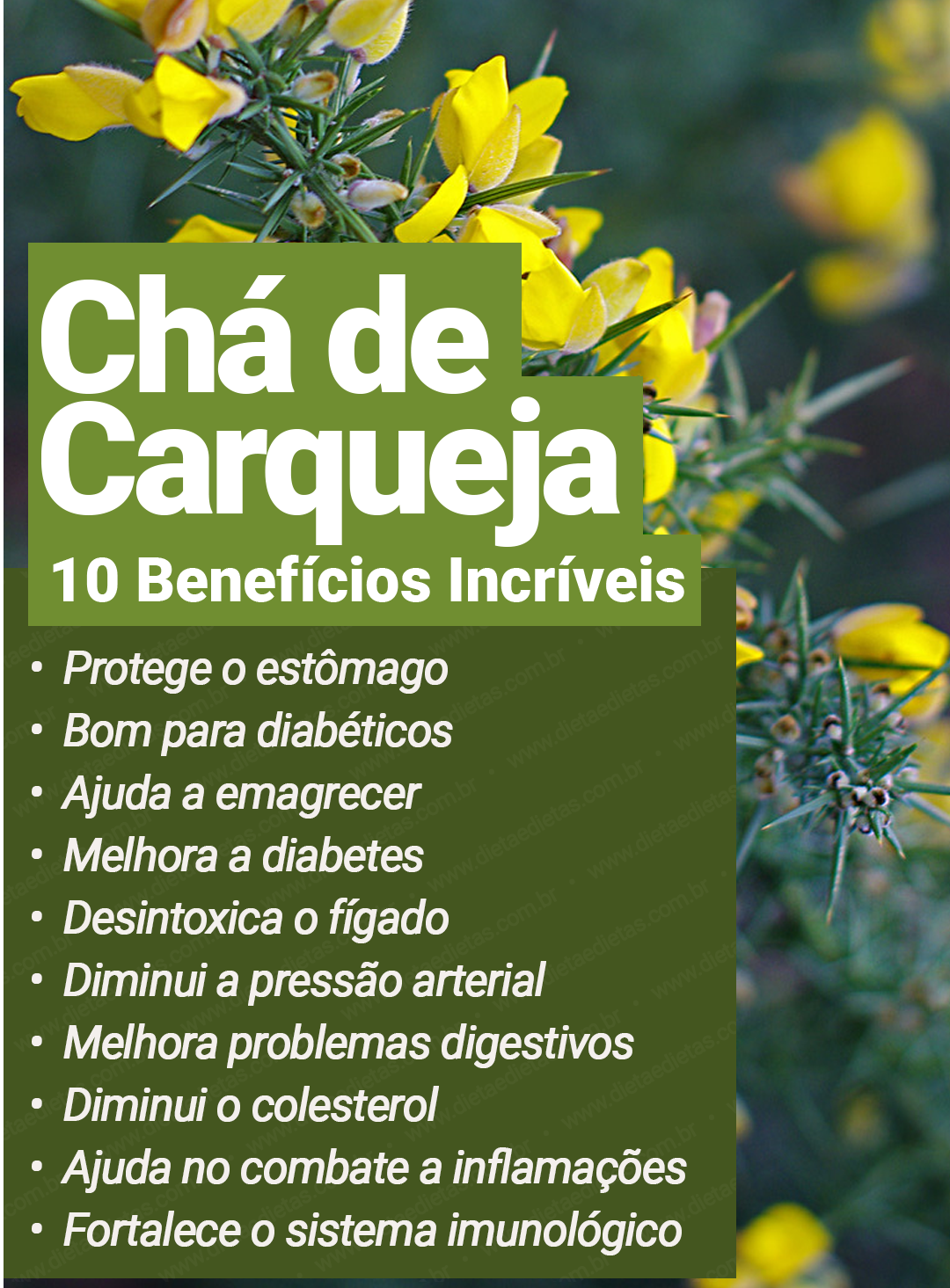 Carqueja - Baccharis trimera — foto 3