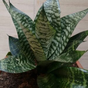 Kit Duo Sansevieria: Mini Espada Silver Frost + Silver Hahnii