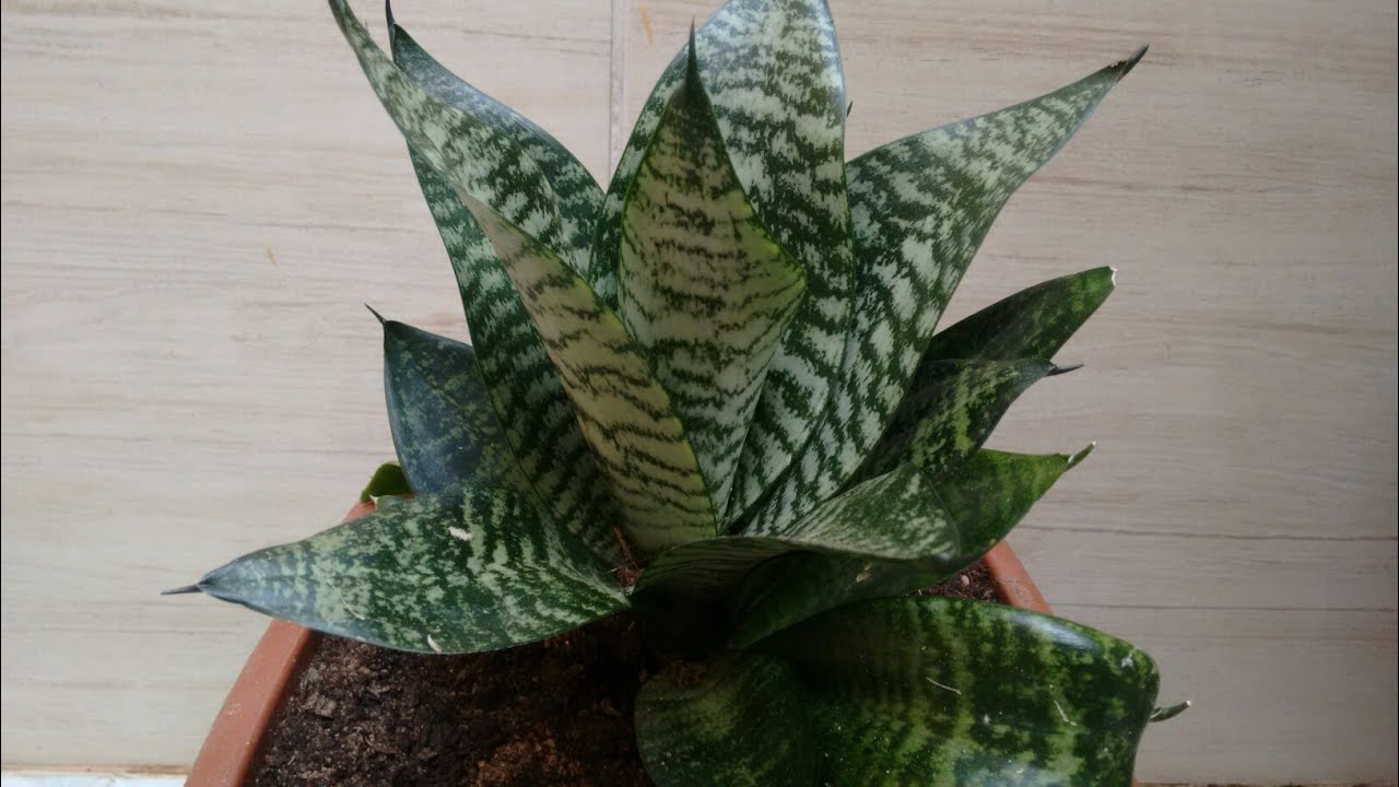 Kit Duo Sansevieria: Mini Espada Silver Frost + Silver Hahnii