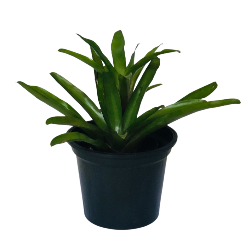 Bromélia Guzmania - Neoregelia Fireball