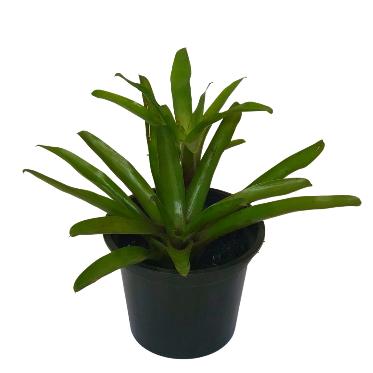 Bromélia Guzmania - Neoregelia Fireball — foto 2