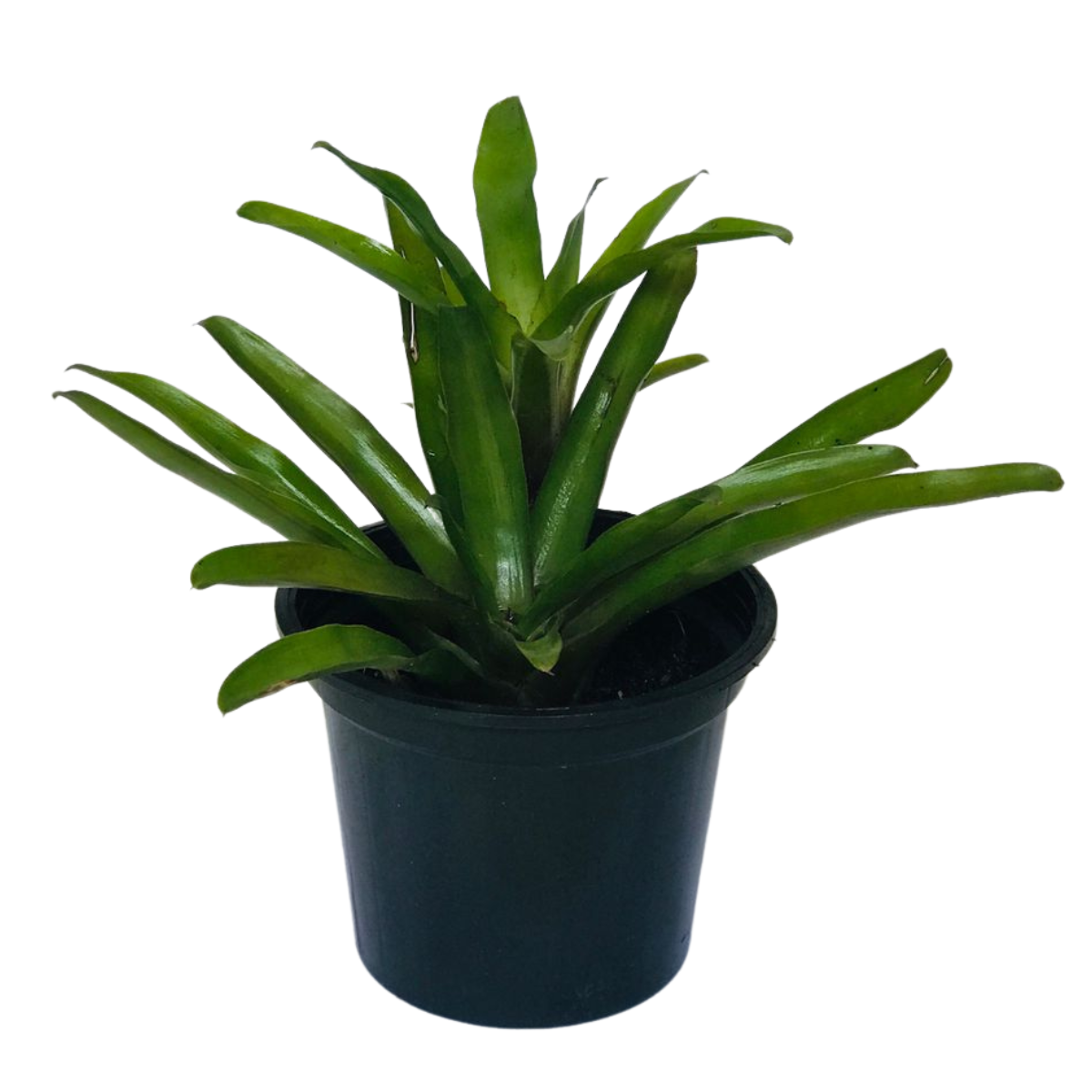 Bromélia Guzmania - Neoregelia Fireball — foto 3