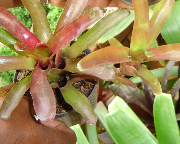 Bromélia Guzmania - Neoregelia Fireball — foto 6