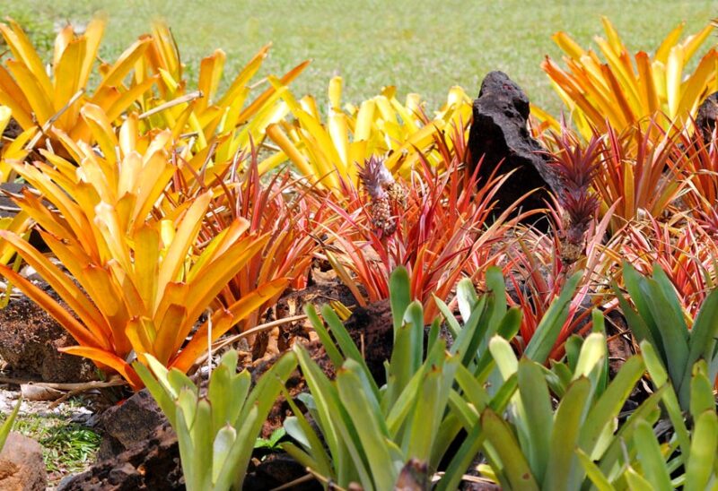 Bromélia Guzmania - Neoregelia Fireball — foto 5