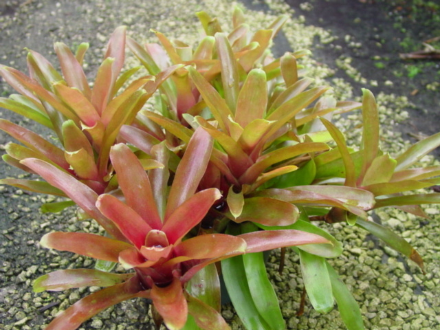 Bromélia Guzmania - Neoregelia Fireball — foto 4