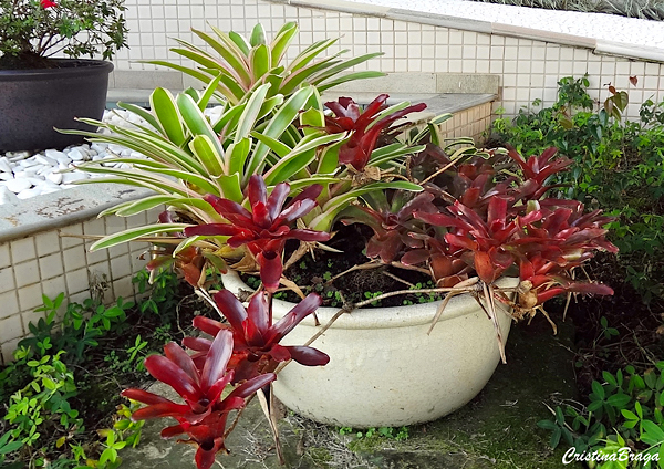 Bromélia Guzmania - Neoregelia Fireball — foto 7