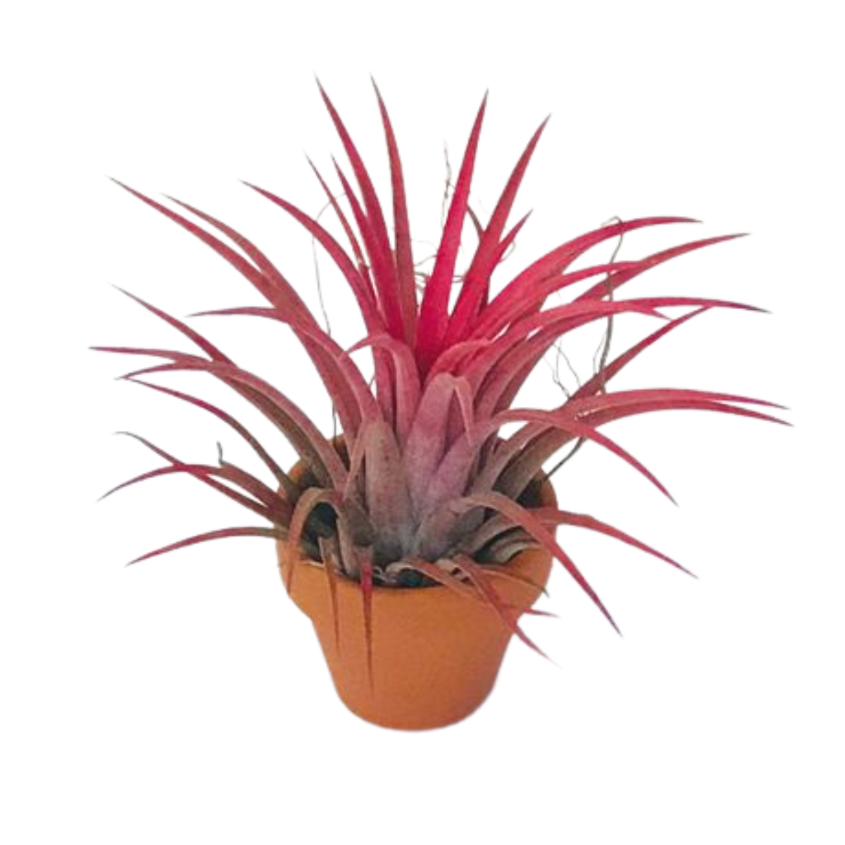 2 Mini Bromélias Exótica Rabo de Sereia Tillandsia Ionantha — foto 2