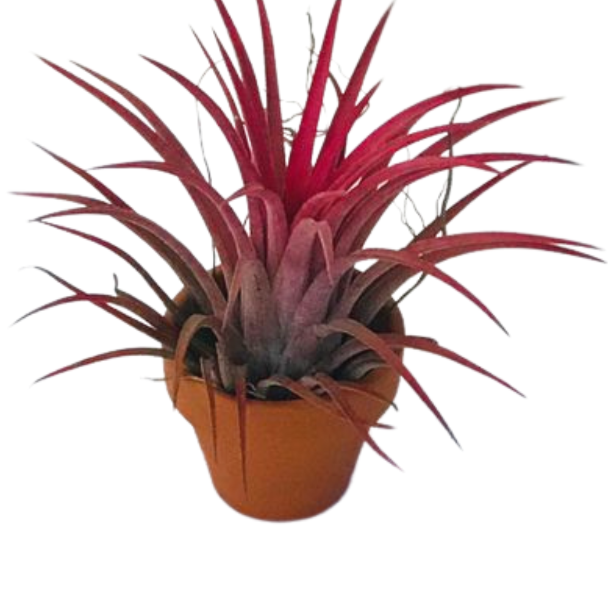 2 Mini Bromélias Exótica Rabo de Sereia Tillandsia Ionantha — foto 5