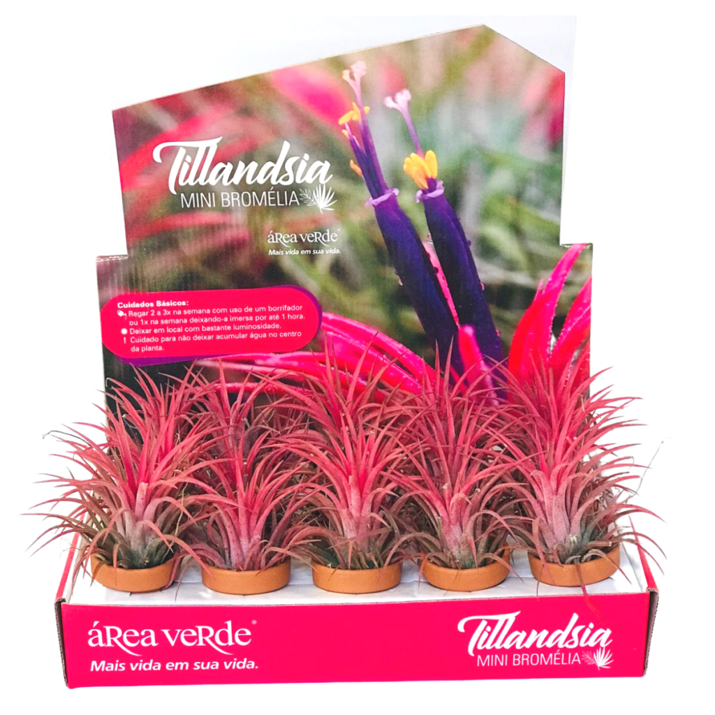 2 Mini Bromélias Exótica Rabo de Sereia Tillandsia Ionantha