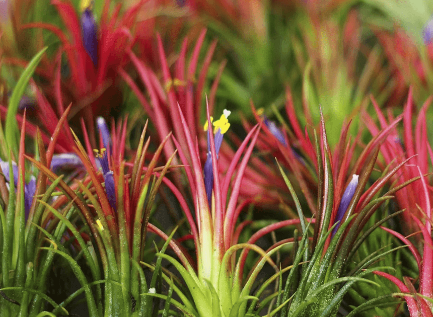 2 Mini Bromélias Exótica Rabo de Sereia Tillandsia Ionantha — foto 3