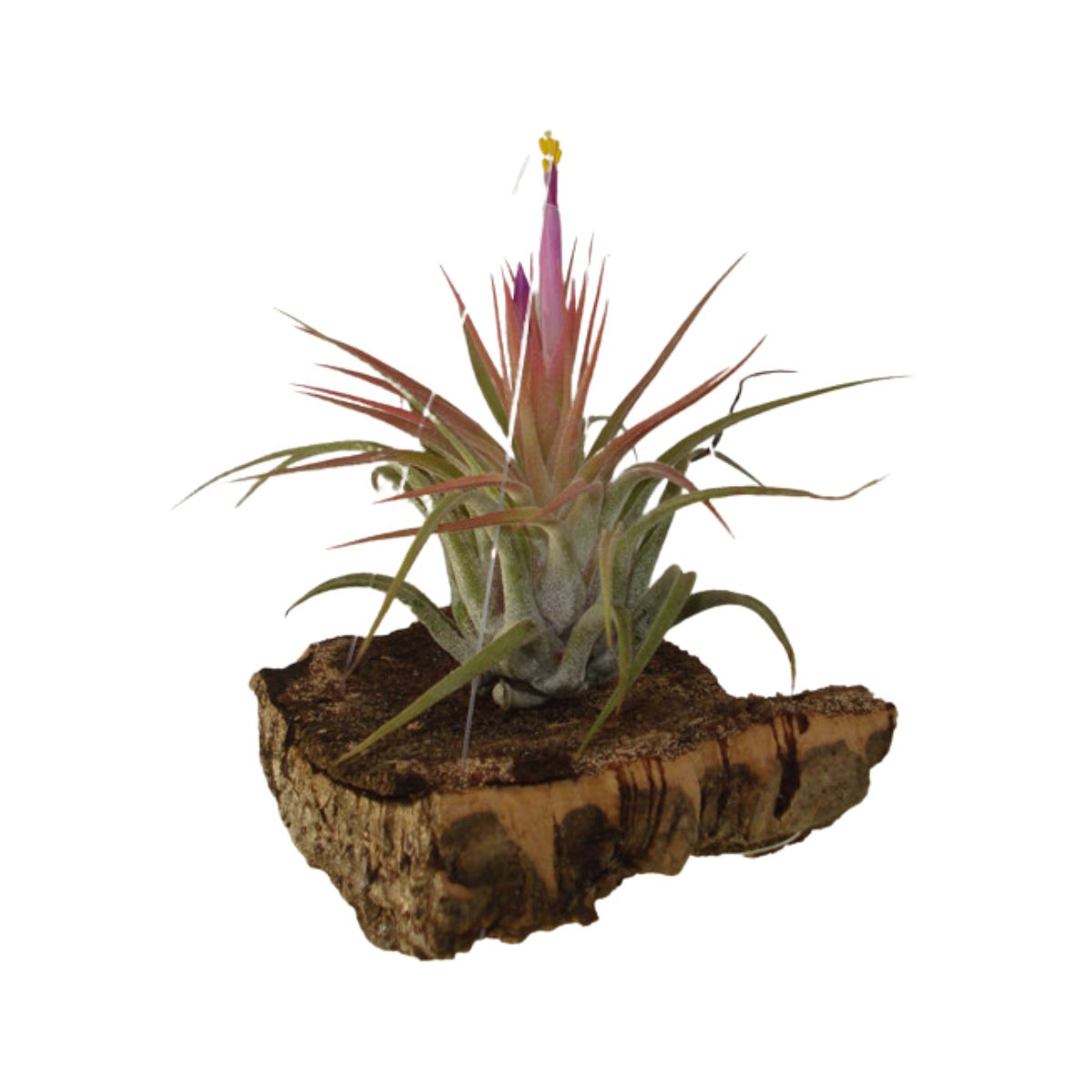 2 Mini Bromélias Exótica Rabo de Sereia Tillandsia Ionantha — foto 4