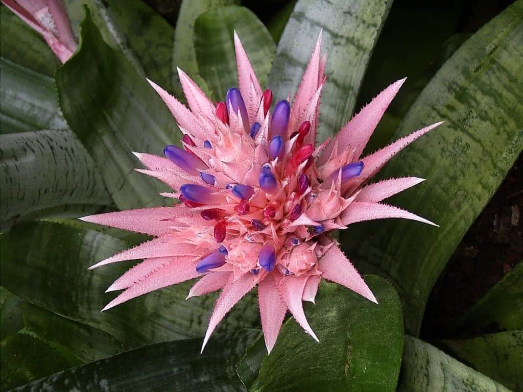 Bromélia Aechmea Fasciata - Flor Rosa Pote 20 — foto 7