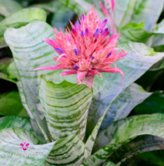 Bromélia Aechmea Fasciata - Flor Rosa Pote 20 — foto 8
