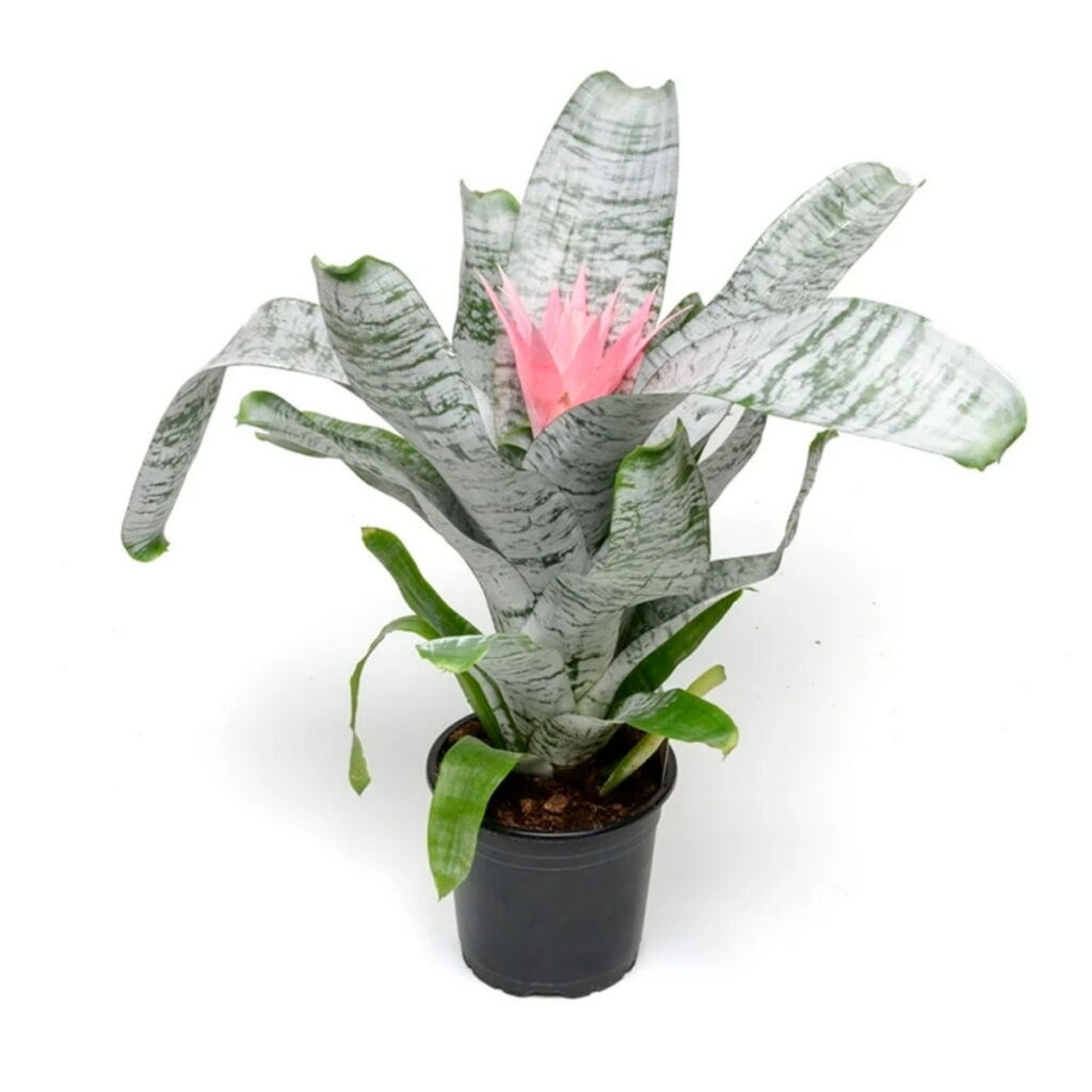 Bromélia Aechmea Fasciata - Flor Rosa Pote 20