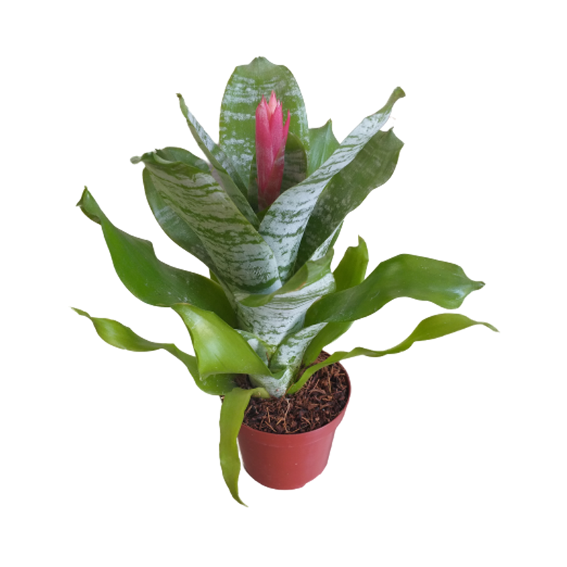 Bromélia Aechmea Fasciata - Flor Rosa Pote 20 — foto 5