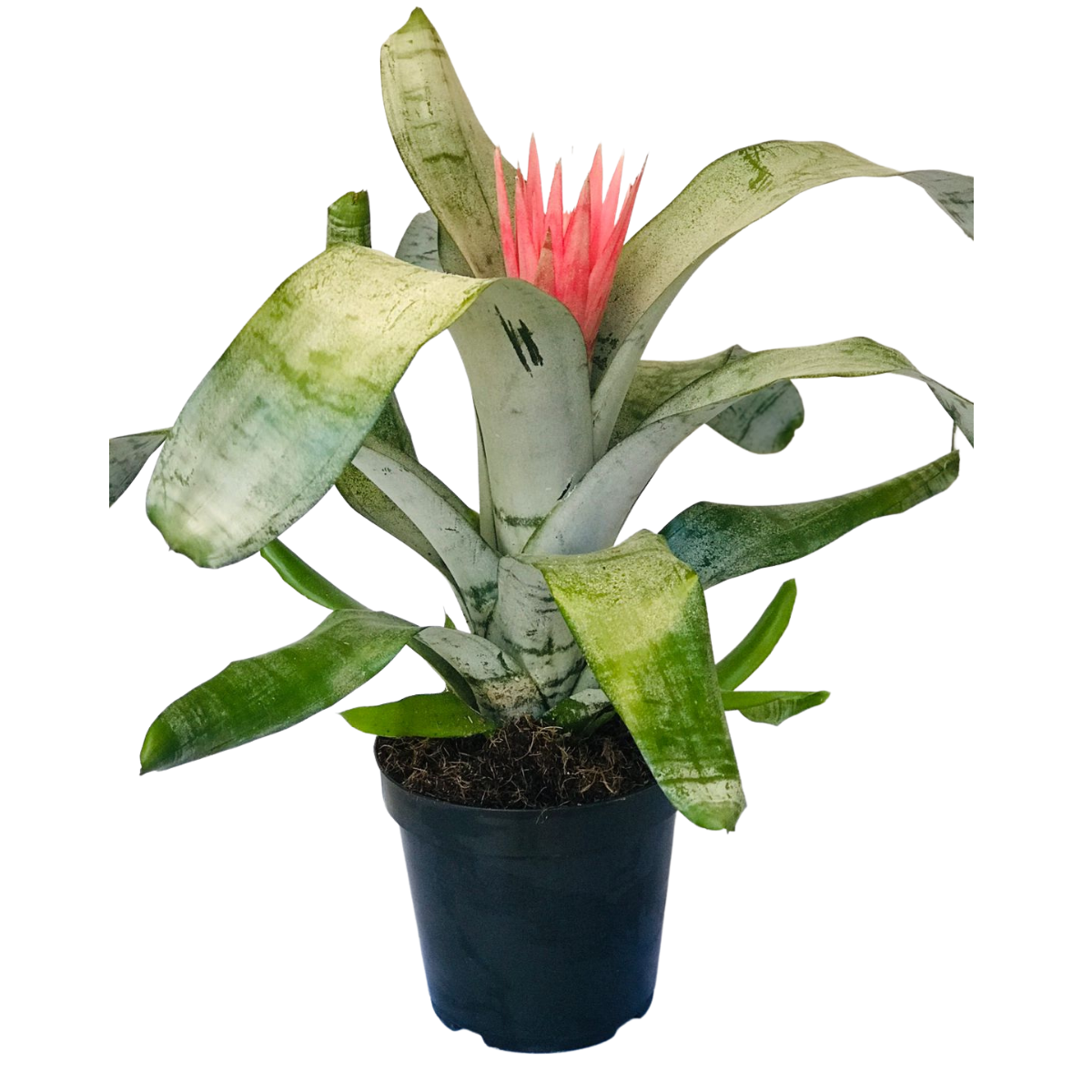 Bromélia Aechmea Fasciata - Flor Rosa Pote 20 — foto 3