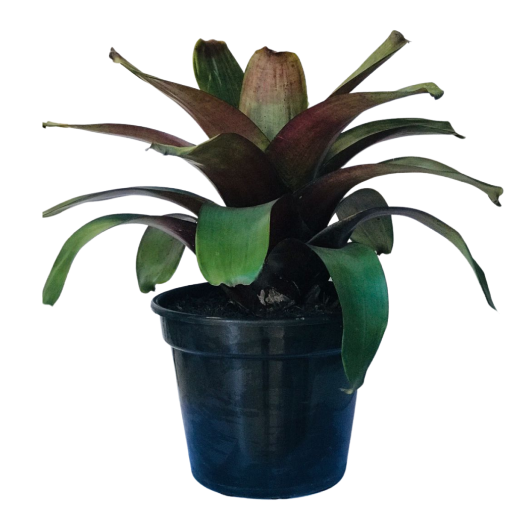 Bromélia imperial – Alcantarea imperialis - Rubra Gigante