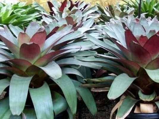 Bromélia imperial Rubra – Alcantarea imperialis