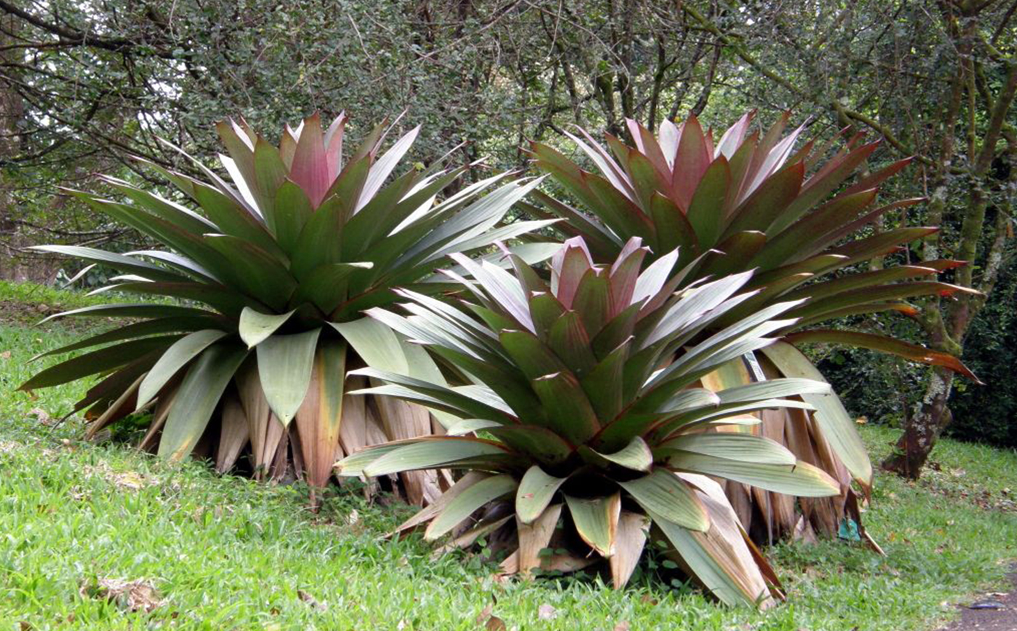 Bromélia imperial Rubra – Alcantarea imperialis — foto 2