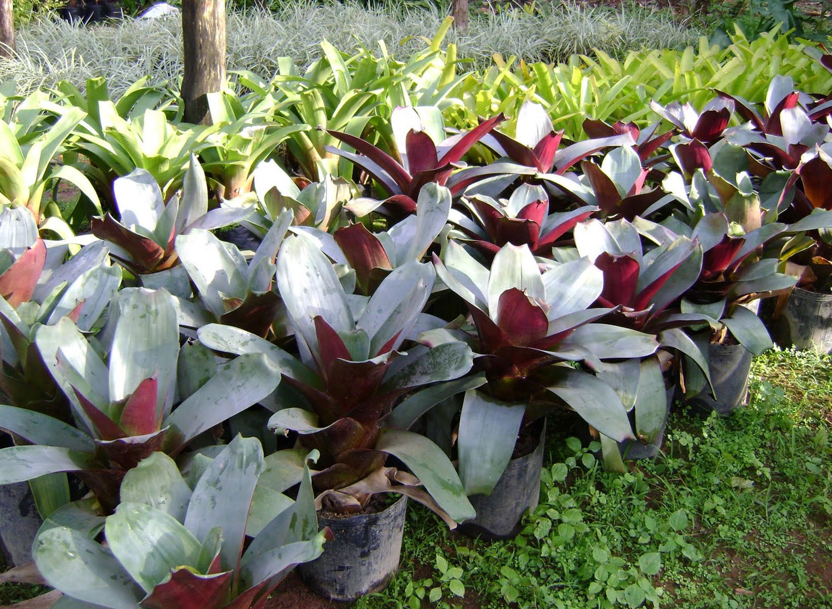 Bromélia imperial Rubra – Alcantarea imperialis — foto 3