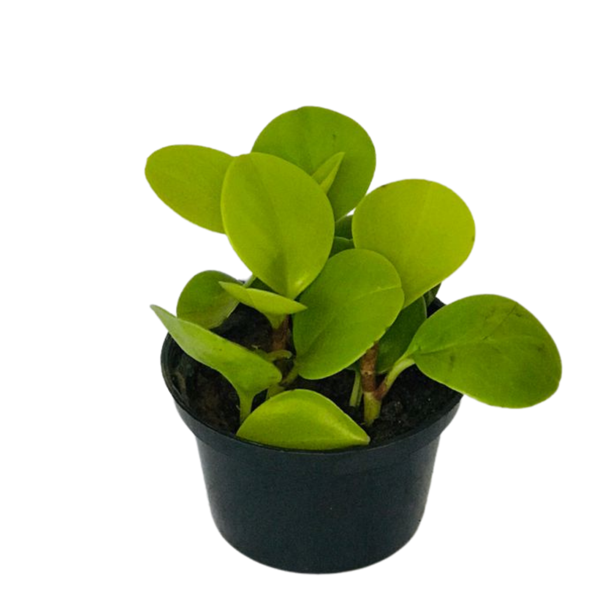 Peperomia Blanda - Piperaceae - Pote 11 - Imagem 3