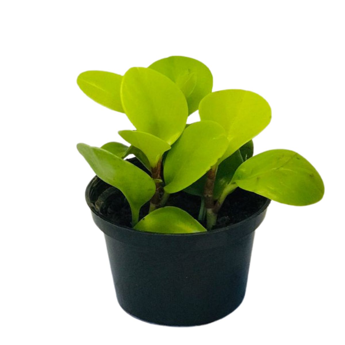 Peperomia Blanda - Piperaceae - Pote 11