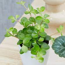 Peperomia Blanda - Piperaceae - Pote 11 - Imagem 4