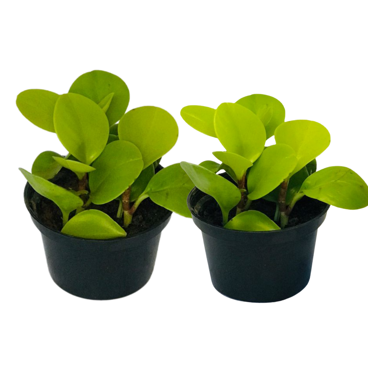 Peperomia Blanda - Piperaceae - Pote 11 - Imagem 2