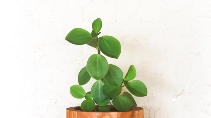 Peperomia Blanda - Piperaceae - Pote 11 - Imagem 6