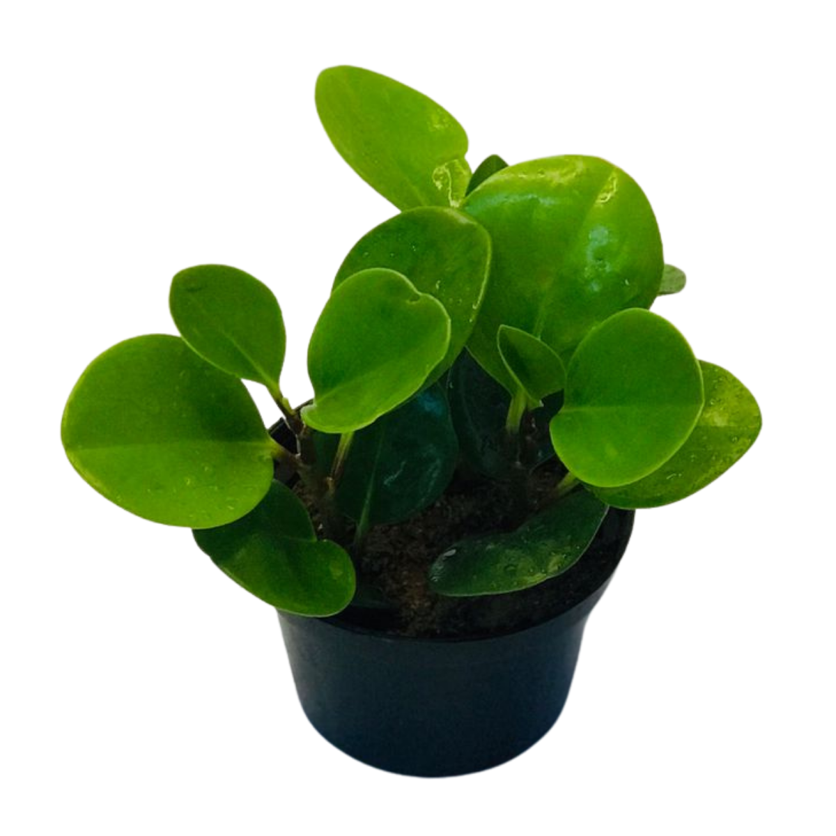 Peperomia Verde - Pote 11 - Imagem 3