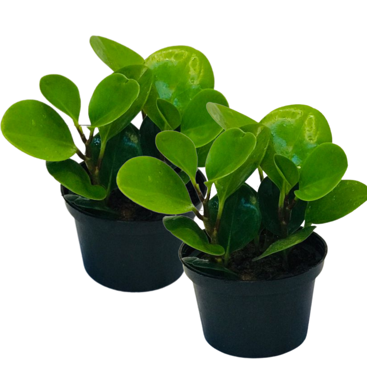 Peperomia Verde - Pote 11 - Imagem 2