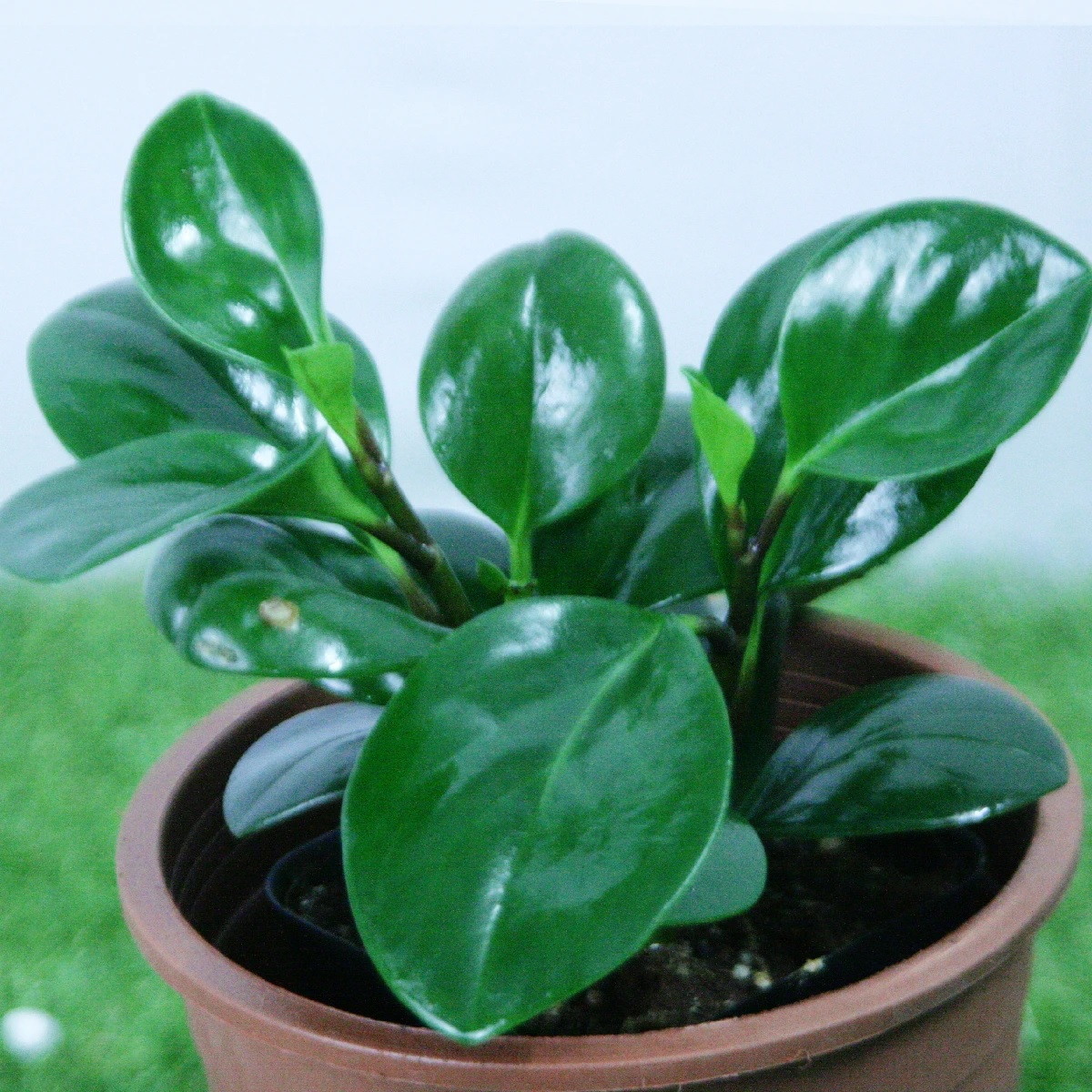 Peperomia Verde - Pote 11 - Imagem 4