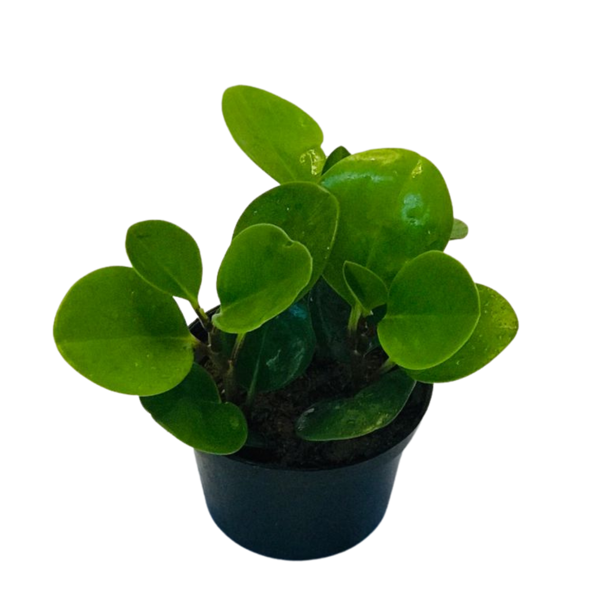 Peperomia Verde - Pote 11