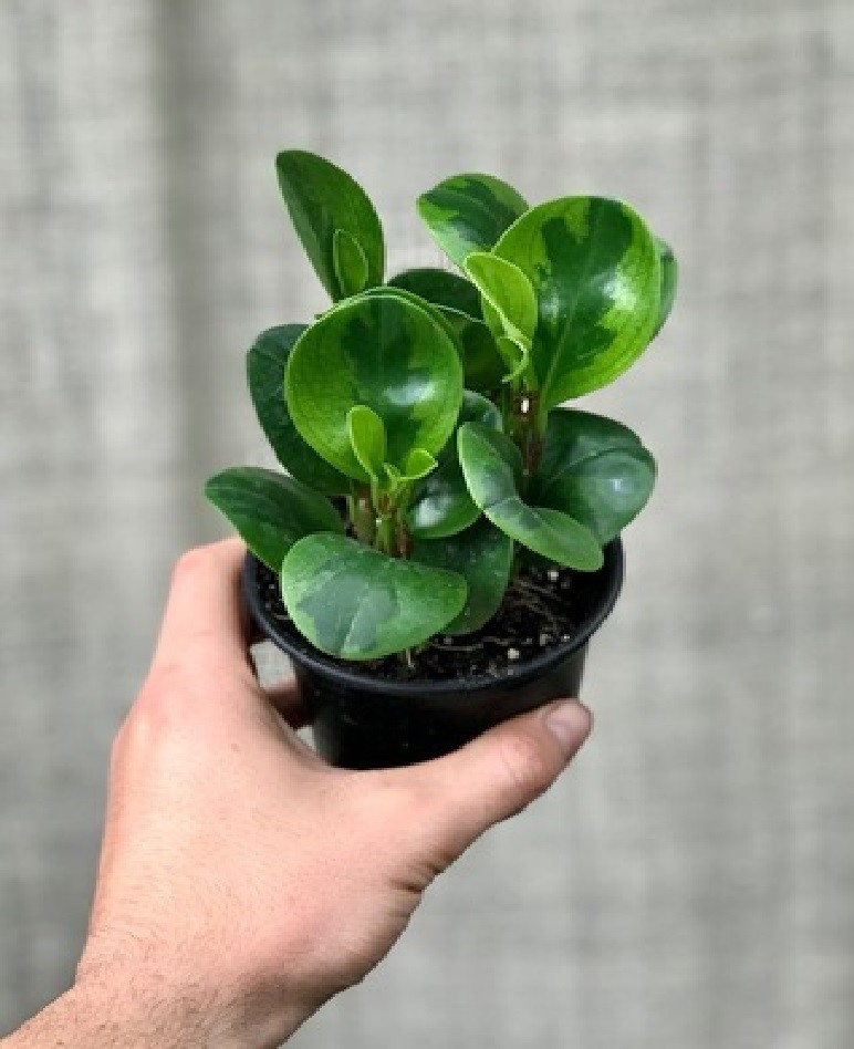 Peperomia Verde - Pote 11 - Imagem 5
