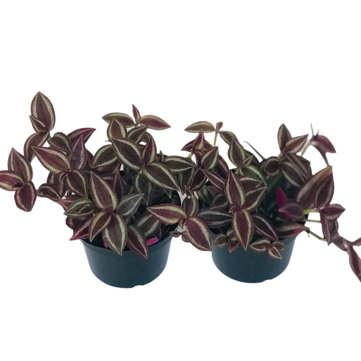 Lambari Roxo - Tradescantia zebrina Purpusii Pote 11 - Imagem 2