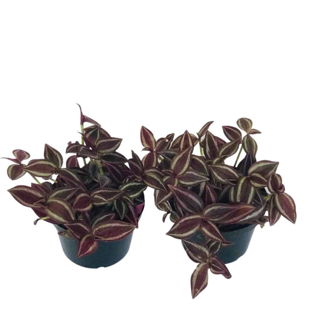 Lambari Roxo - Tradescantia zebrina Purpusii CUIA 21