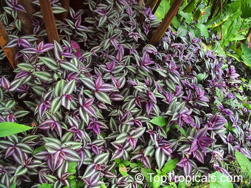 Lambari Roxo - Tradescantia zebrina Purpusii Pote 11 - Imagem 3