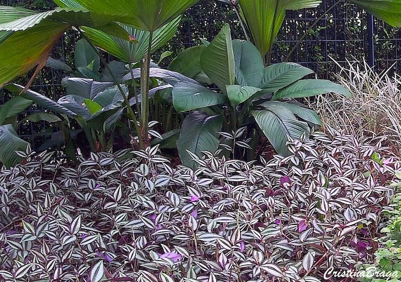 Lambari Roxo - Tradescantia zebrina Purpusii Pote 11 - Imagem 4