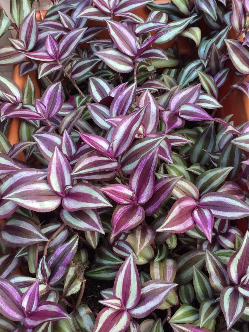 Lambari Roxo - Tradescantia zebrina Purpusii Pote 11 - Imagem 5