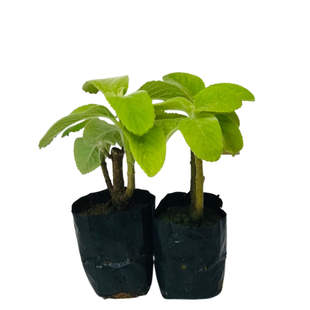Boldo de Jardim- Plectranthus barbatus no Saquinho