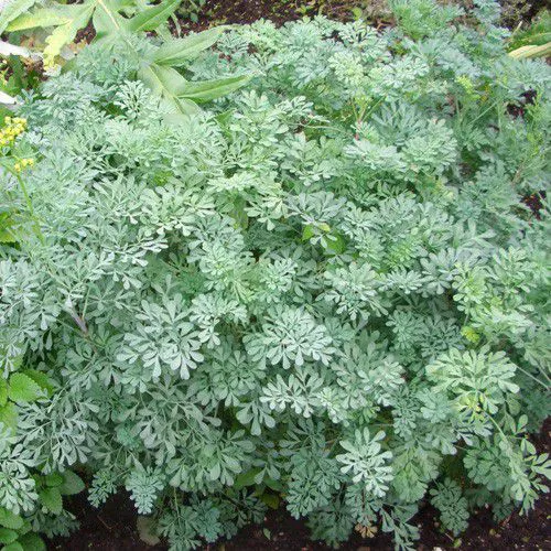 Arruda - Ruta graveolens -  Pote 11