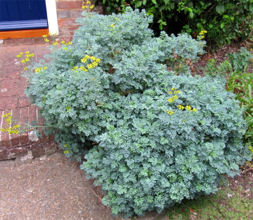 Arruda - Ruta graveolens - Pote 11 - Imagem 2