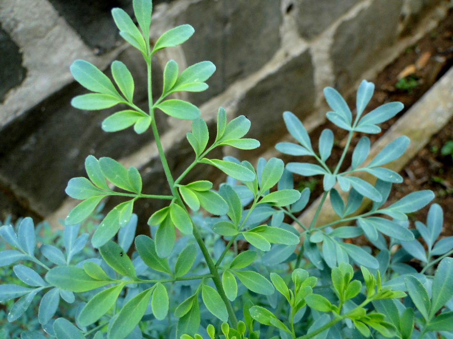 Arruda - Ruta graveolens - Pote 11 - Imagem 3