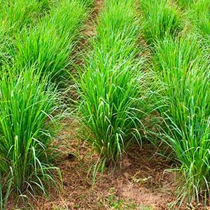 Citronela, Capím Limão Cymbopogon nardus no Saquinho